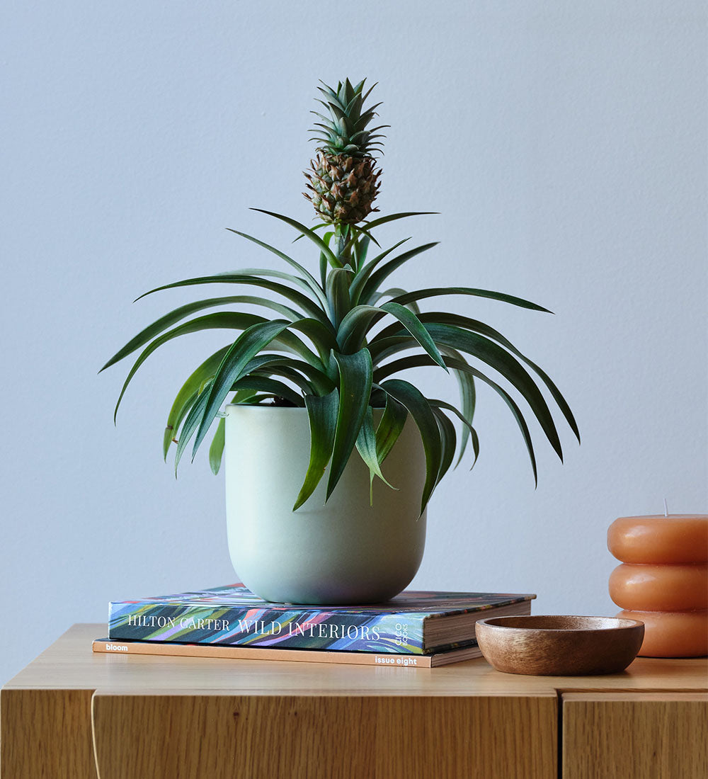 Pineapple Plant & Pot