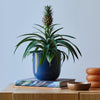 Pineapple Plant & Pot