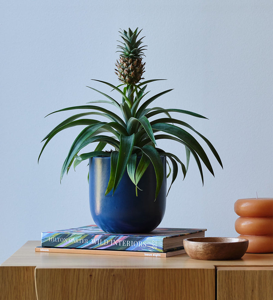 Pineapple Plant & Pot