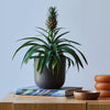 Pineapple Plant & Pot