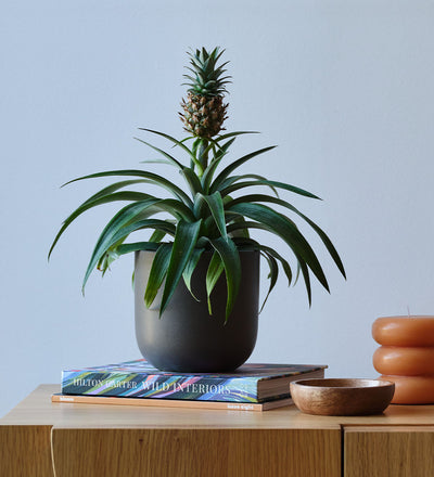 Pineapple Plant & Pot