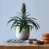 Pineapple Plant & Pot