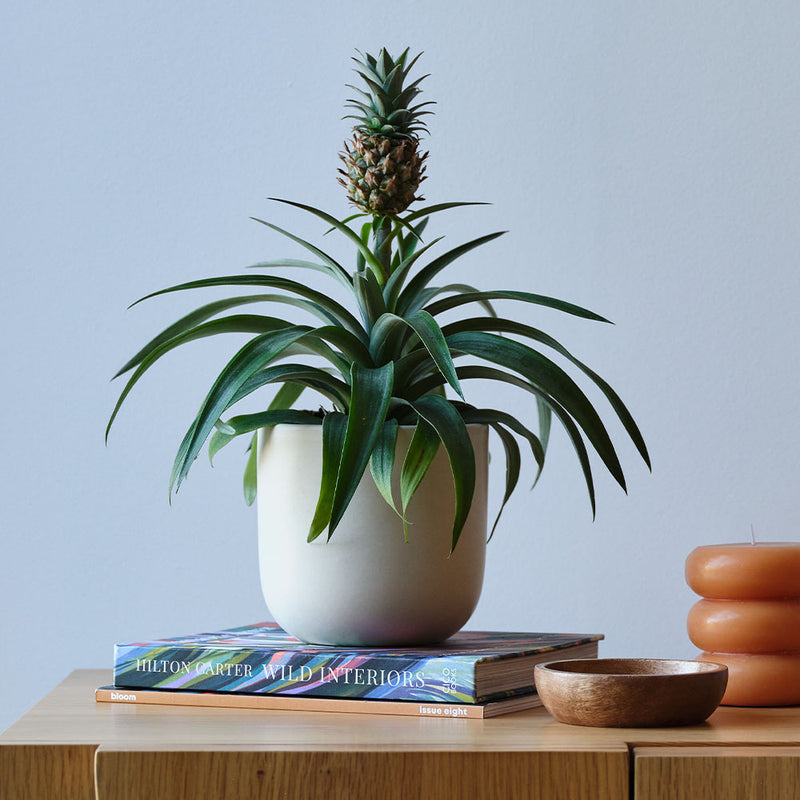 Pineapple Plant & Pot
