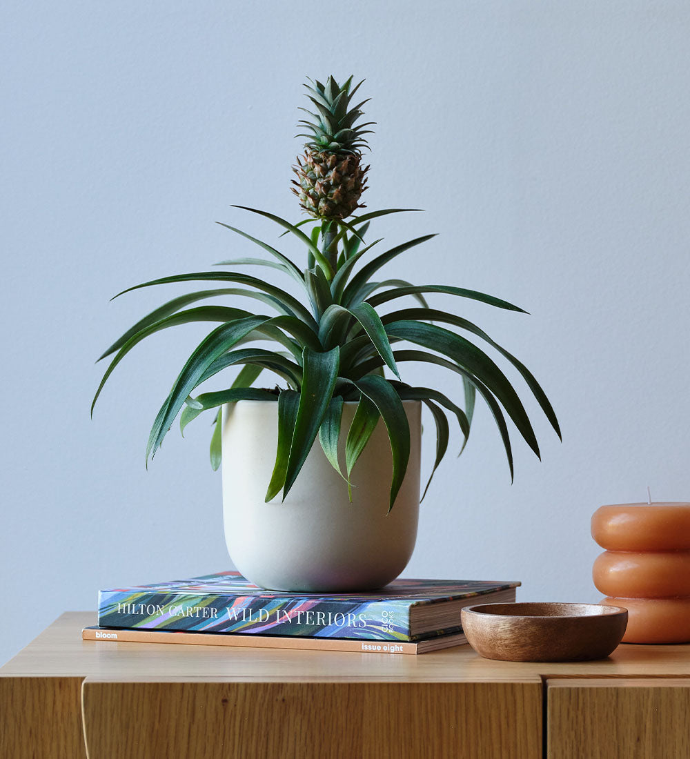 Buy the Pineapple Plant (Ananas comosus) Indoor Houseplant with Nationwide  Delivery