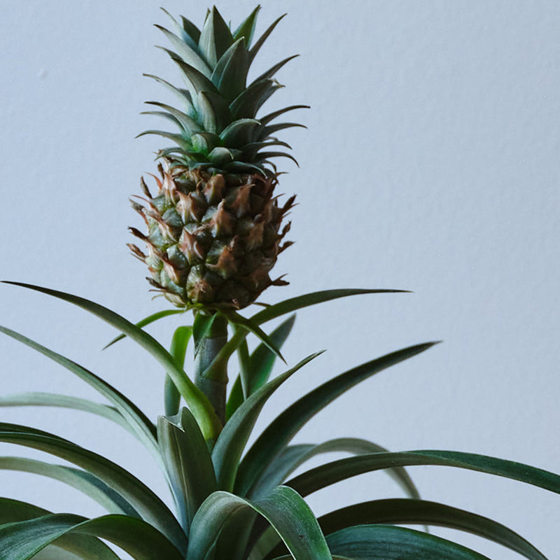 Pineapple Plant & Pot