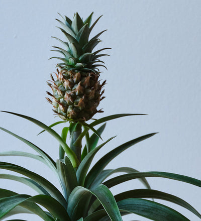 artificial pineapple plant Buy the Pineapple Plant (Ananas comosus) Indoor Houseplant with Nationwide Delivery