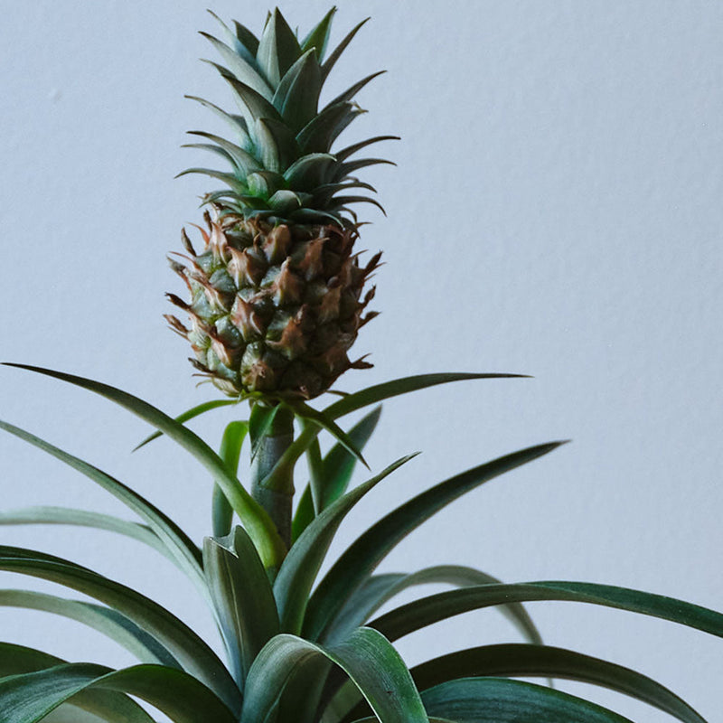 Pineapple Plant & Pot