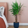 Large Yucca Plant
