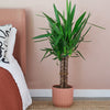 Yucca Plant & Pot