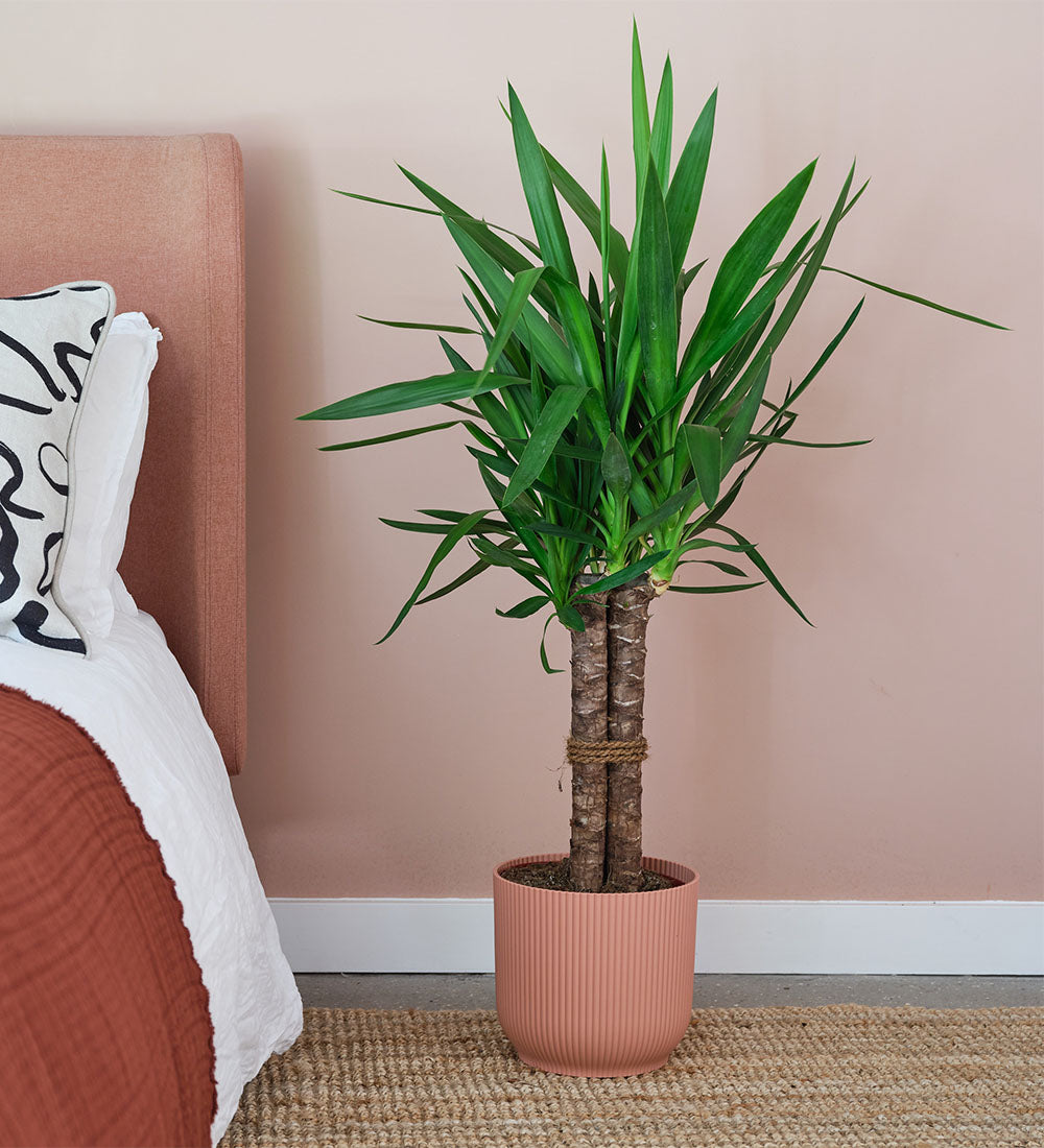 Yucca Plant