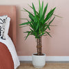 Yucca Plant & Pot