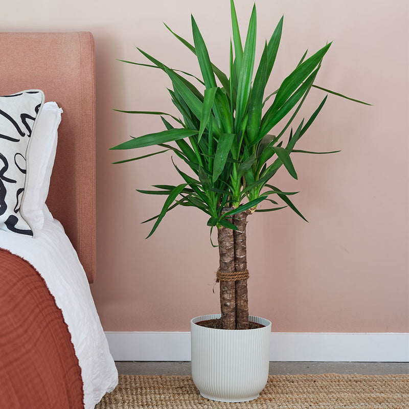 Yucca Plant & Pot