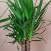 Large Yucca Plant