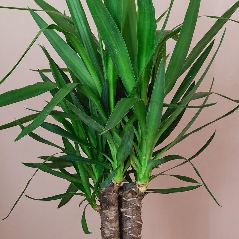 Large Yucca Plant