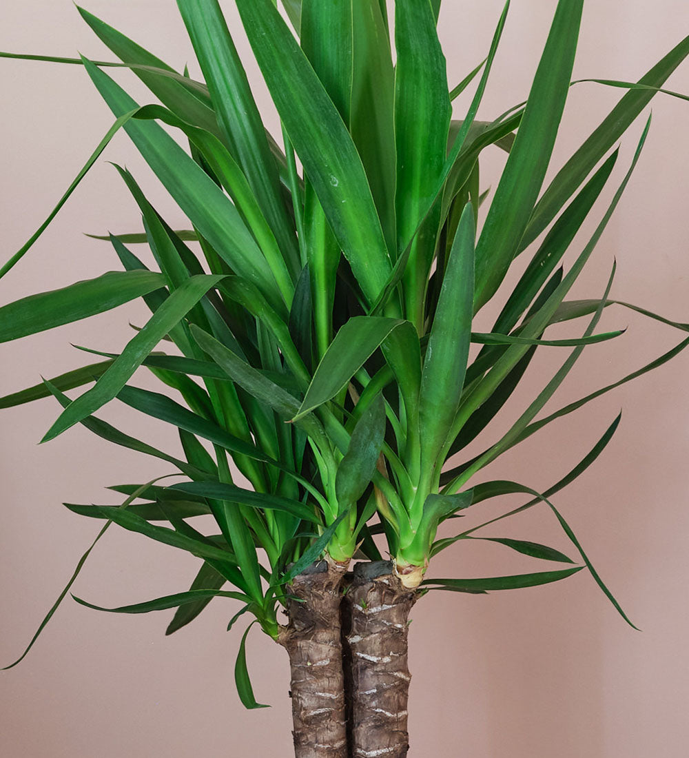 Yucca Plant New Yucca Plant : R/plantclinic