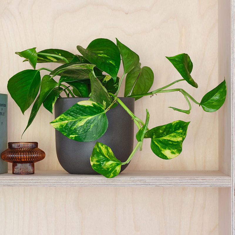 Devil's Ivy & Graphite Earthenware