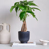 Money Tree