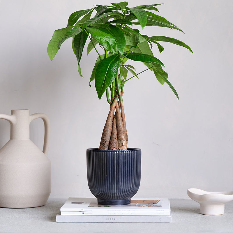 Money Tree