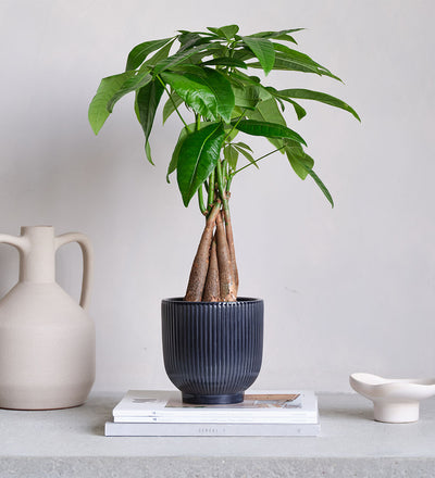 Money Tree