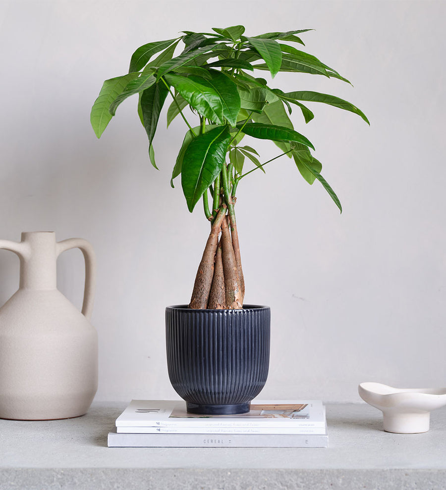 Money Tree