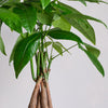Money Tree & Pot