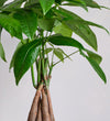 Money Tree in Ceramic Pot