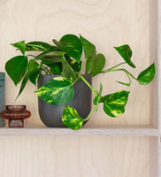 Devil's Ivy & Pot