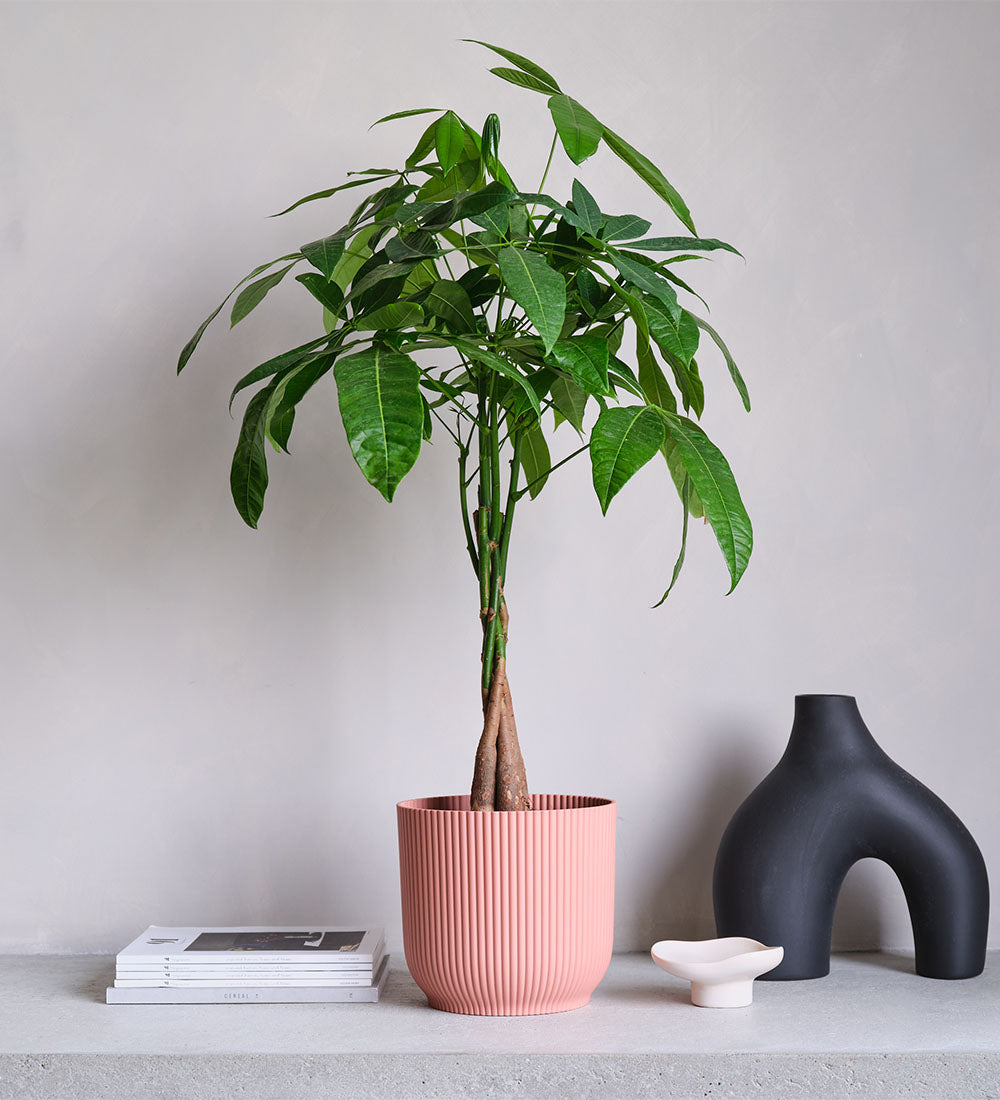 Money Tree & Pot