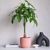 Money Tree & Pot