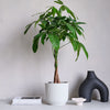 Money Tree & Pot