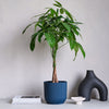 Money Tree & Pot