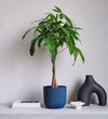 Money Tree & Pot