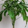 Money Tree & Pot