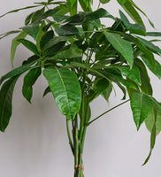 Money Tree & Pot