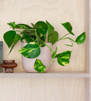 Devil's Ivy & Pot
