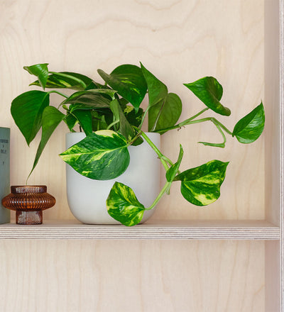 devil's ivy house plants Devil's Ivy | Golden Pothos