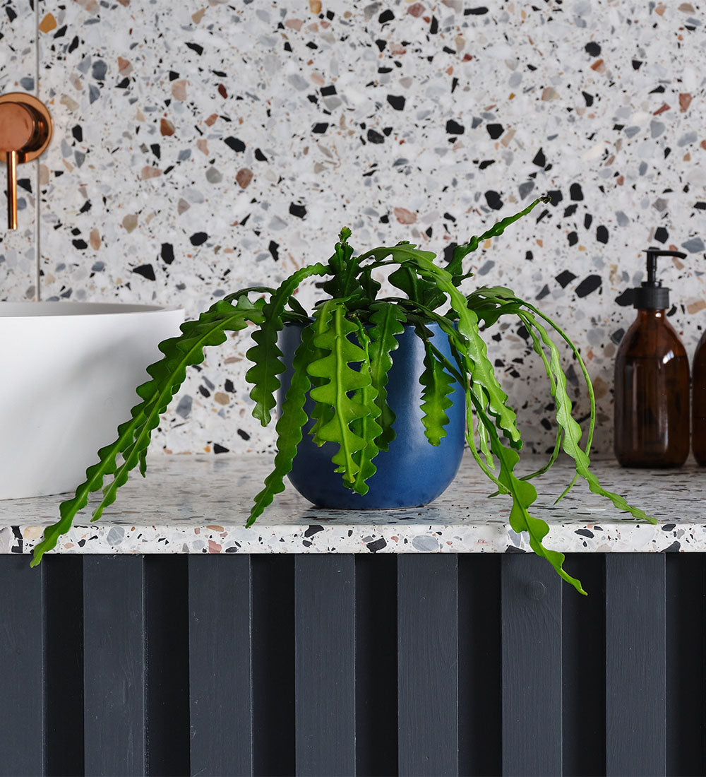 Fishbone Cactus & Pot
