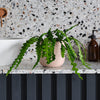 Fishbone Cactus & Pot