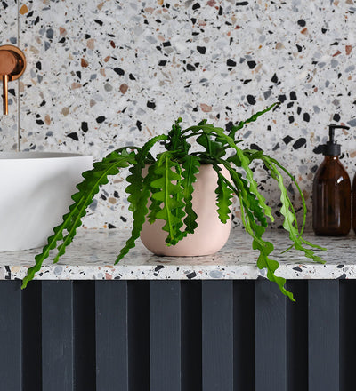 Fishbone Cactus & Pot