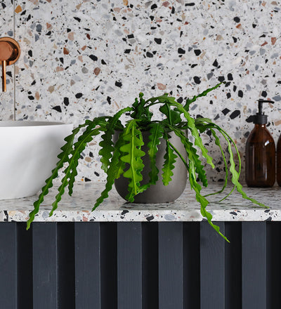 Fishbone Cactus & Pot