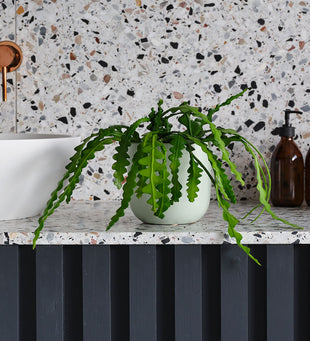 Fishbone Cactus & Pot