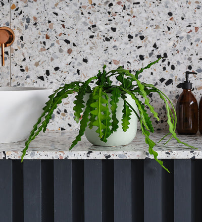 Fishbone Cactus & Pot