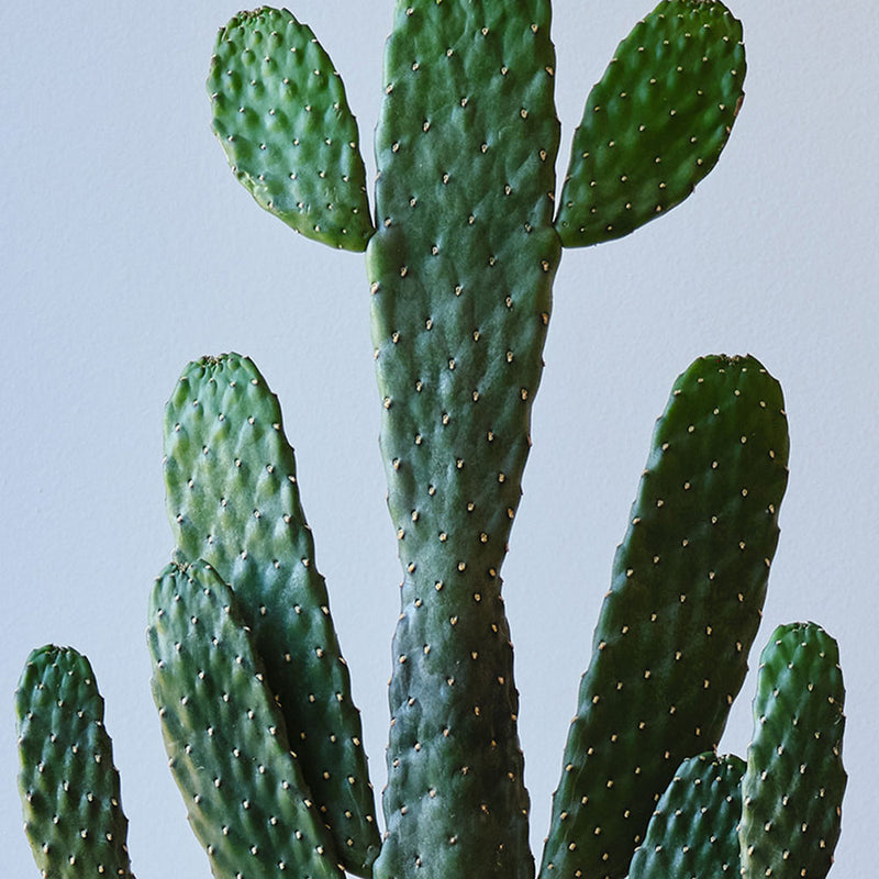 Cowboy Cactus & Pot