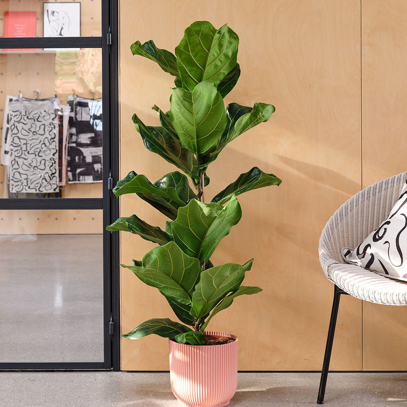 Fiddle-leaf Fig & Pot