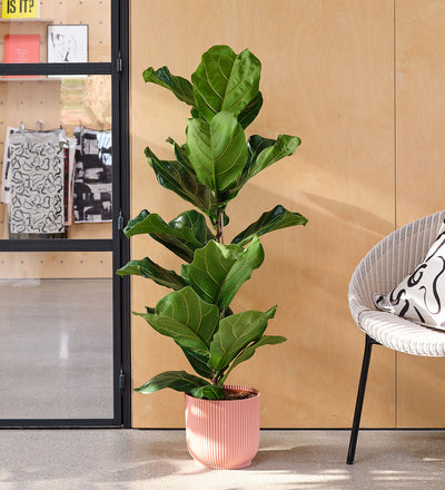 Fiddle-leaf Fig & Pot