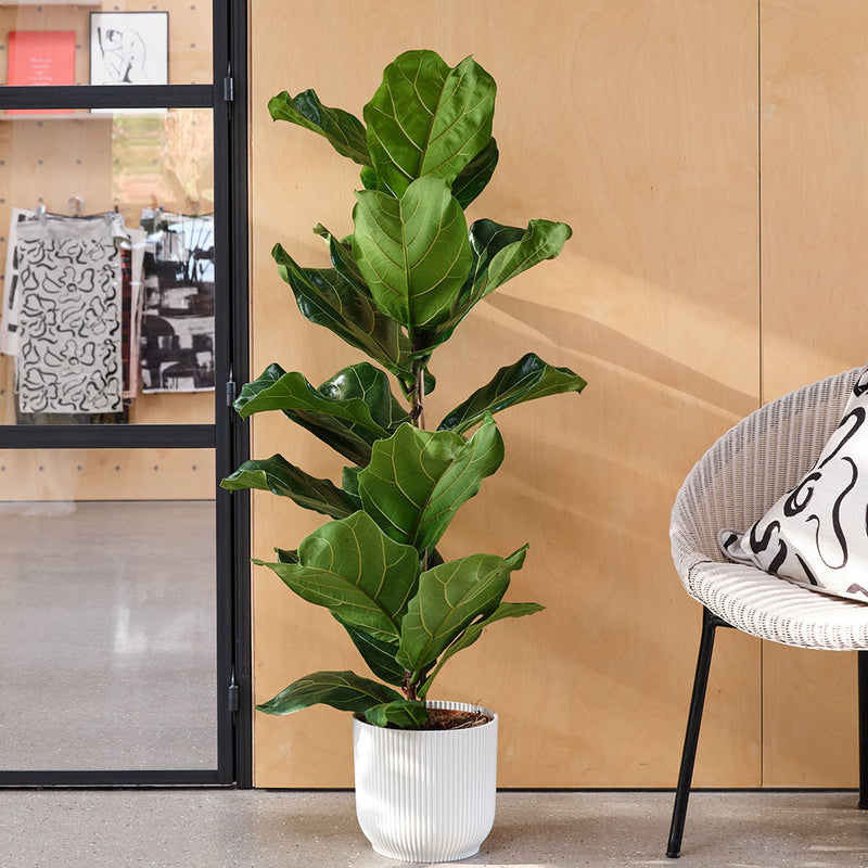 Fiddle-leaf Fig & Pot