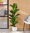 Fiddle-leaf Fig & Pot