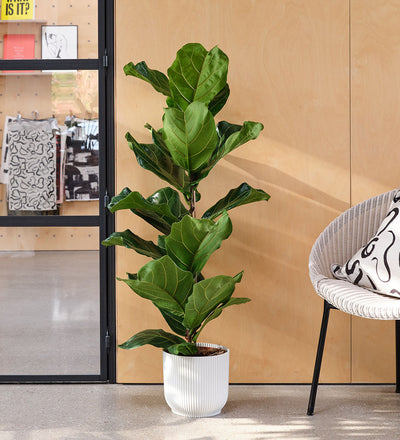 Fiddle-leaf Fig & Pot