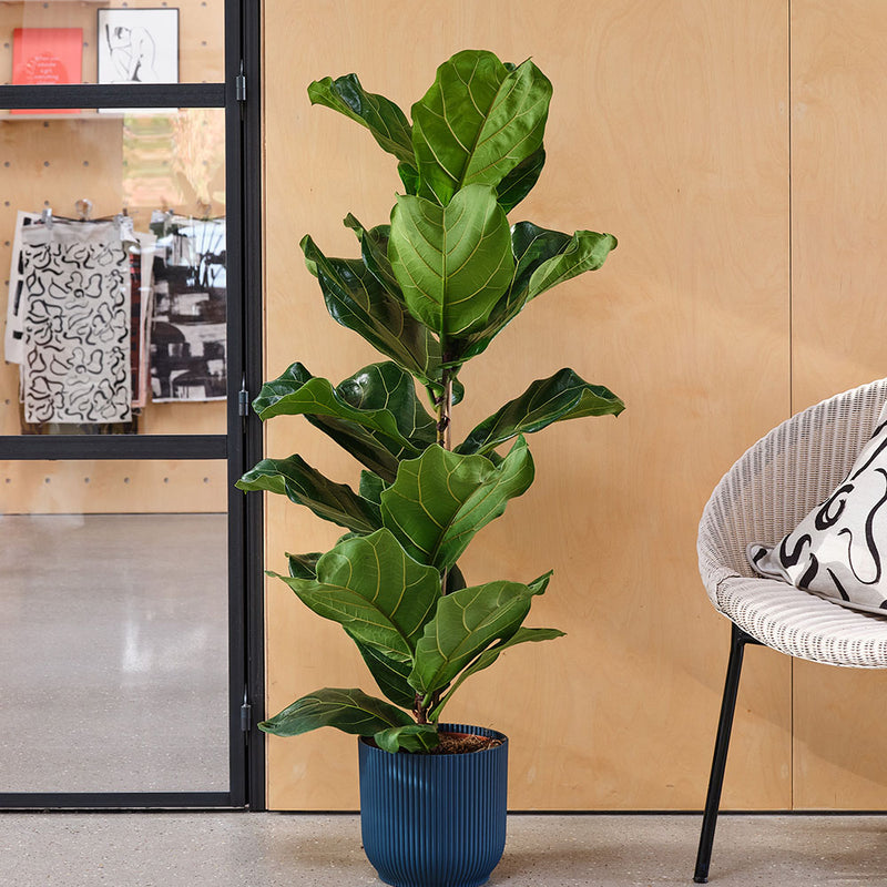 Fiddle-leaf Fig & Pot
