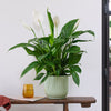 Peace Lily & Pot